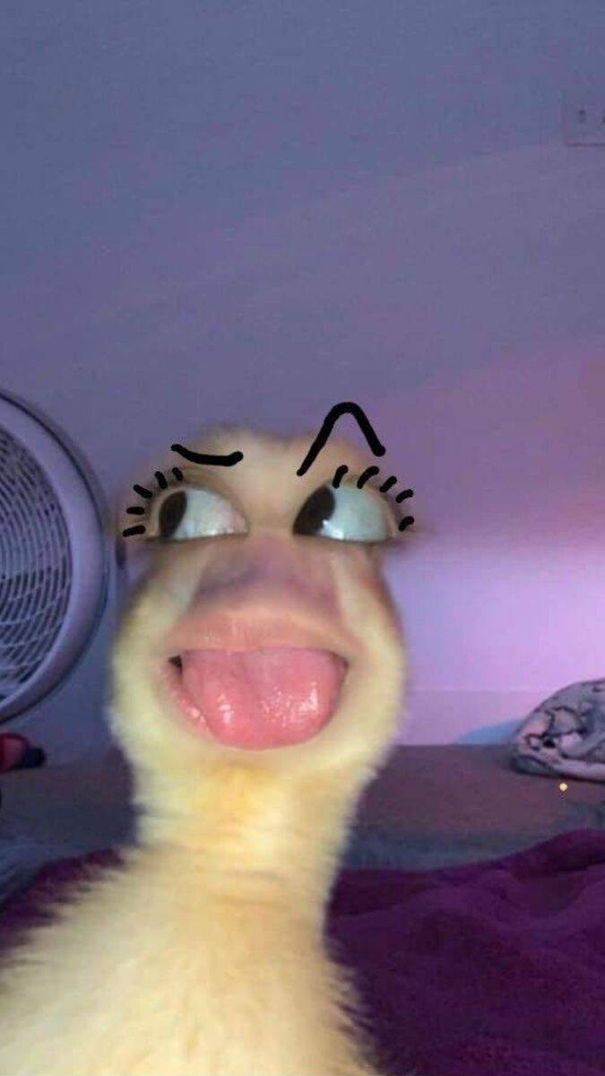 Pfp Profile Picture for TikTok Funny Duck with Fun Expression
