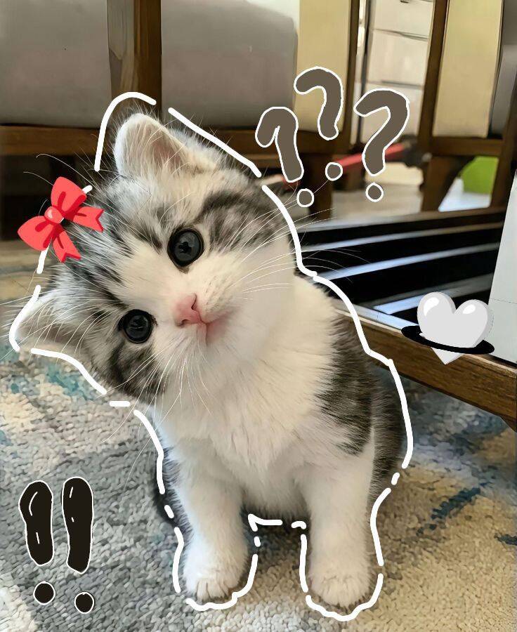 Cute Kitty with Bow Tiktok Pfp Profile Picture