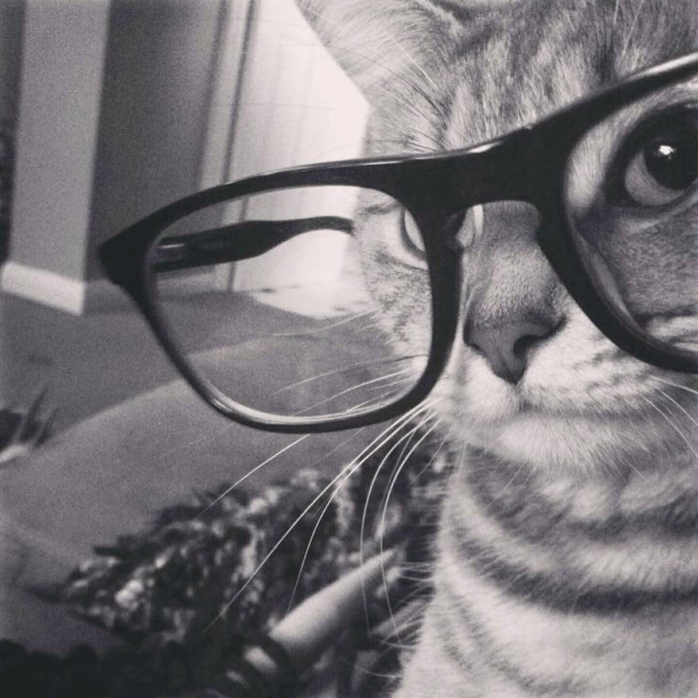 Pfp Profile Picture for TikTok of Cat with Glasses Tumblr Style