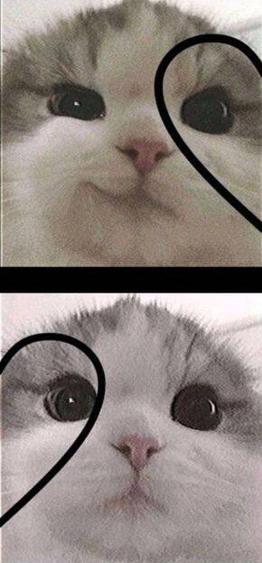 Foto de Perfil para Casal Combinando de Gatinhos Fofos