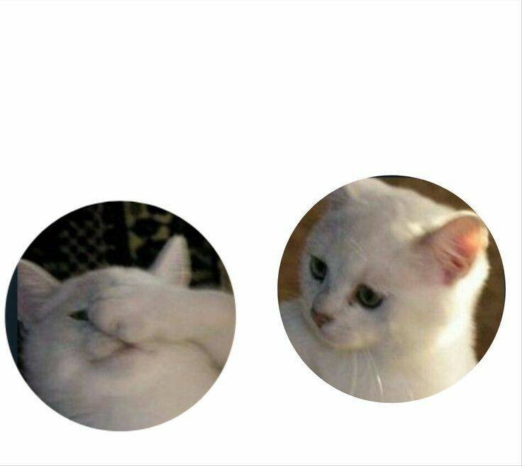 Foto de Perfil para Casal Combinando de Gatos Brancos