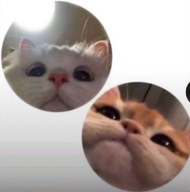 Foto de Perfil para Casal Combinando de Gatos Fofos