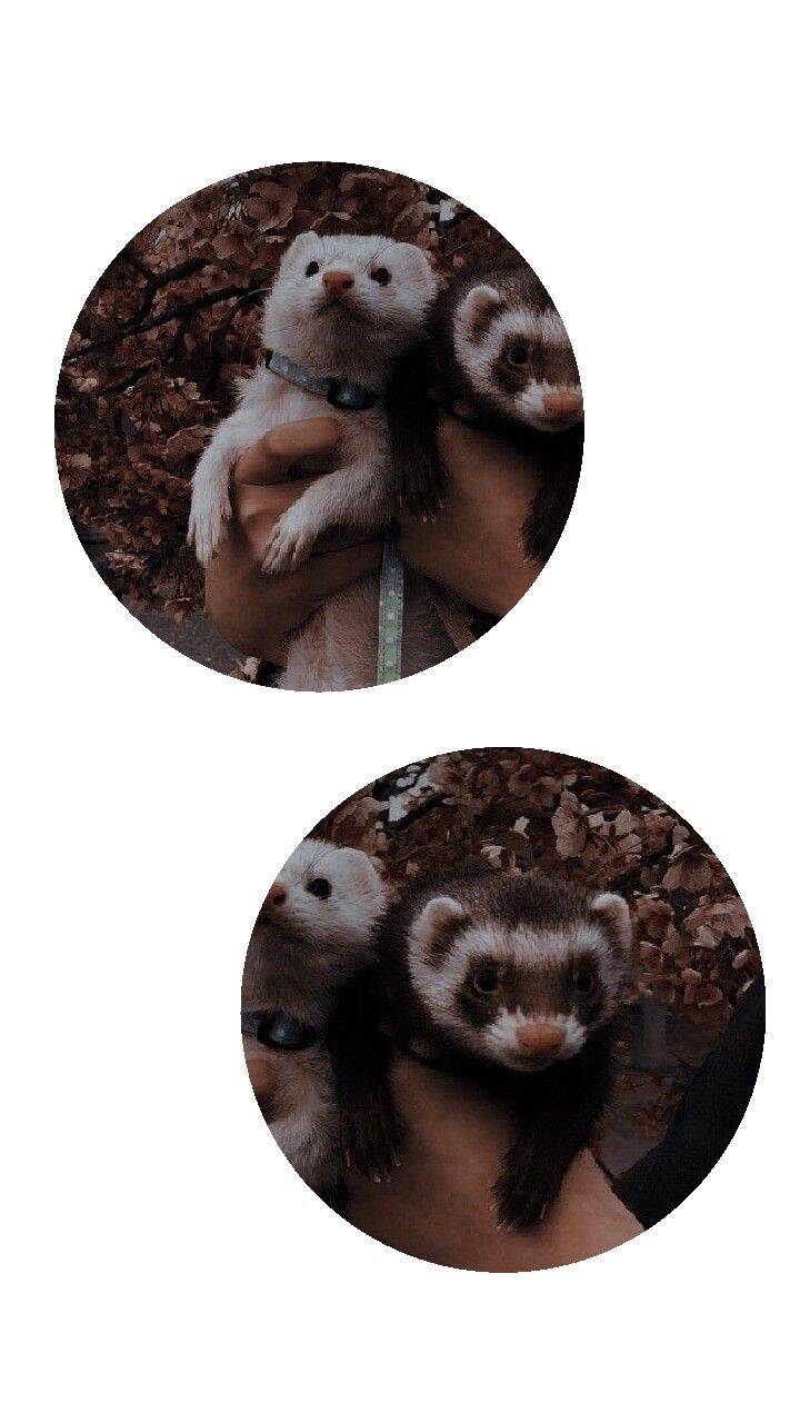 Foto de Perfil para Casal Combinando com Furões Fofos