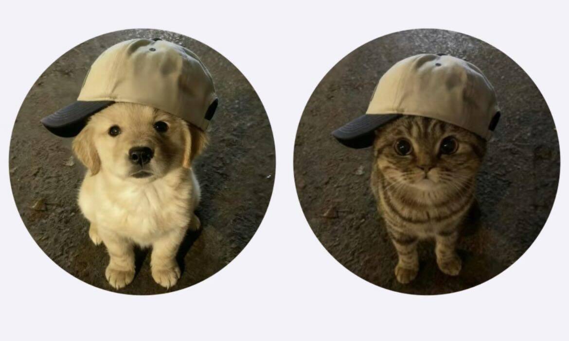 Pfp Profile Picture for Matching Dog and Cat Corple with Hat