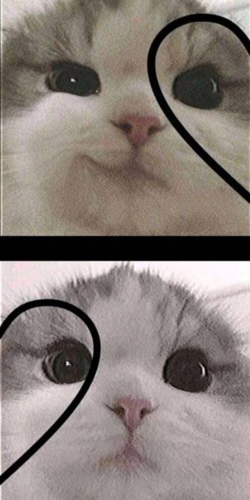 Foto de Perfil para Casal Combinando de Gatinhos Fofos