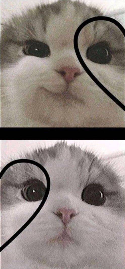 Foto de Perfil para Casal Combinando de Gatinhos Fofos