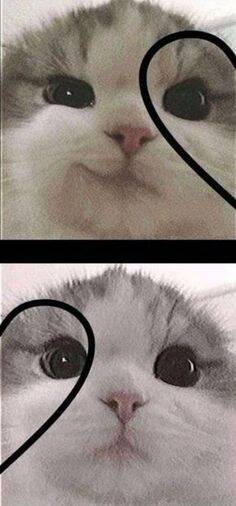 Foto de Perfil para Casal Combinando de Gatos Fofos
