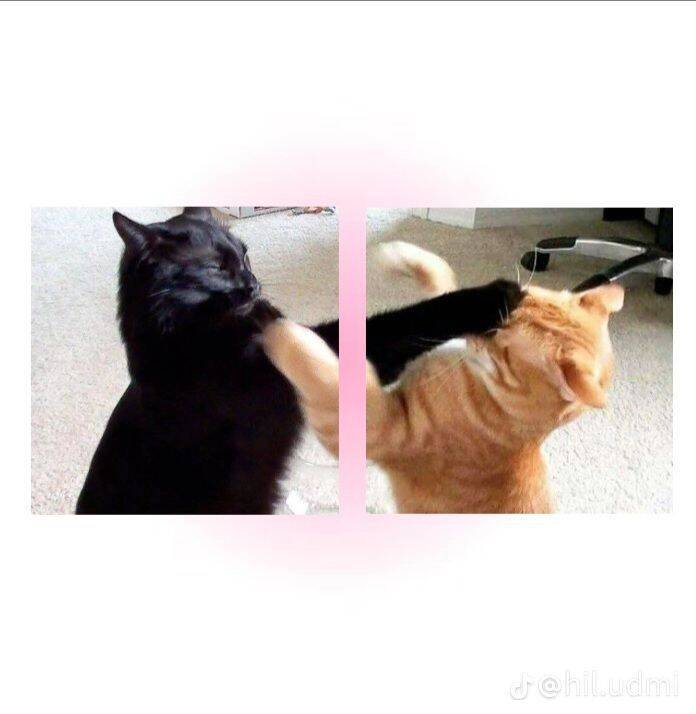 Pfp Profile Picture for Matching Corple of Playing Cats