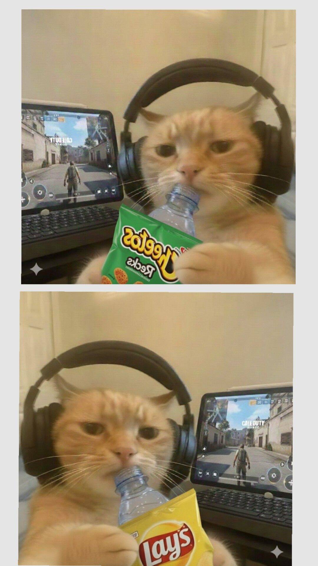 Pfp Profile Picture for Matching Corple of Gamer Cat with Snacks