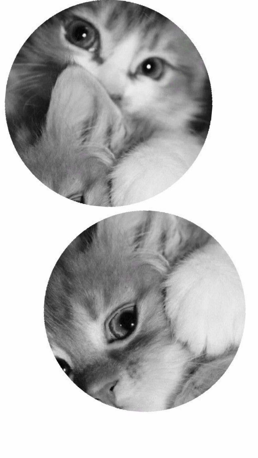 Pfp Profile Picture for Cute Kitten Matching Couple