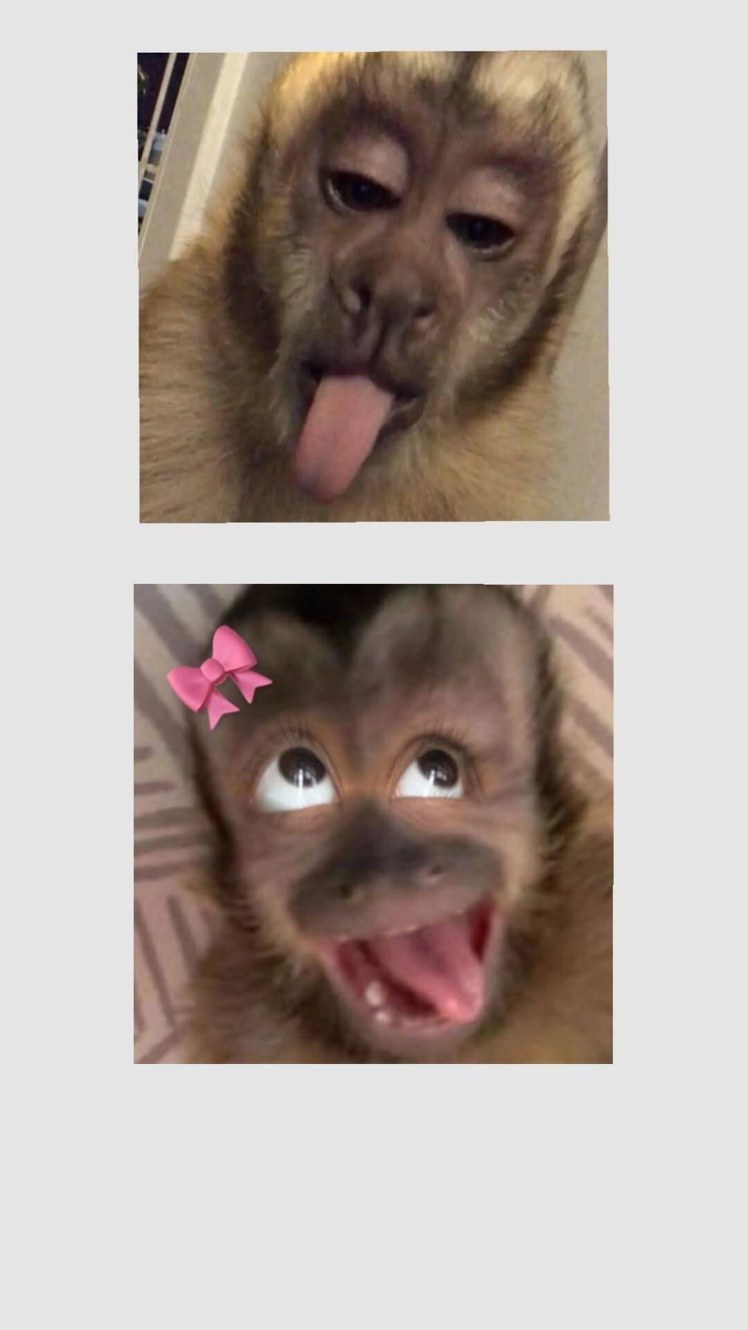 Pfp Profile Picture for Funny Monkey Matching Couple