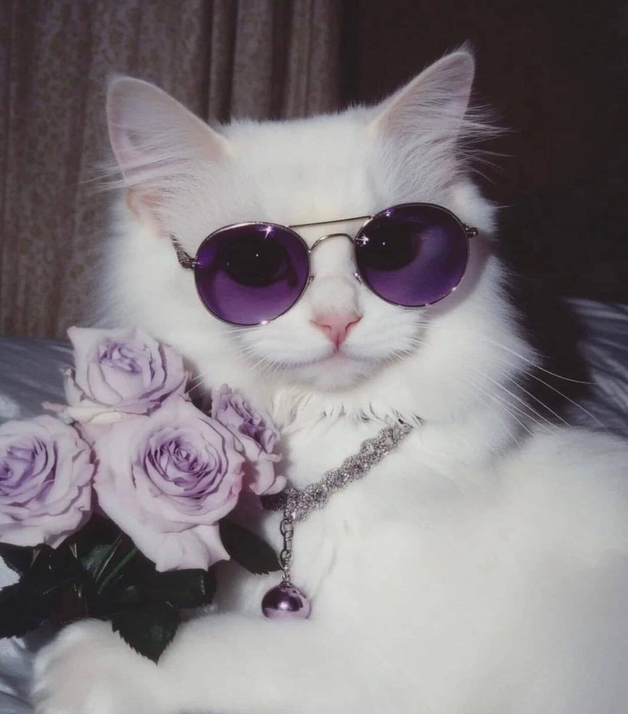 Purple Pfp Profile Picture of Stylish Cat with Glasses