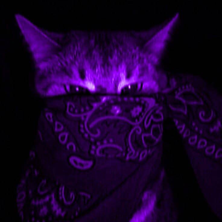 Purple Mystery Cat Pfp Profile Picture