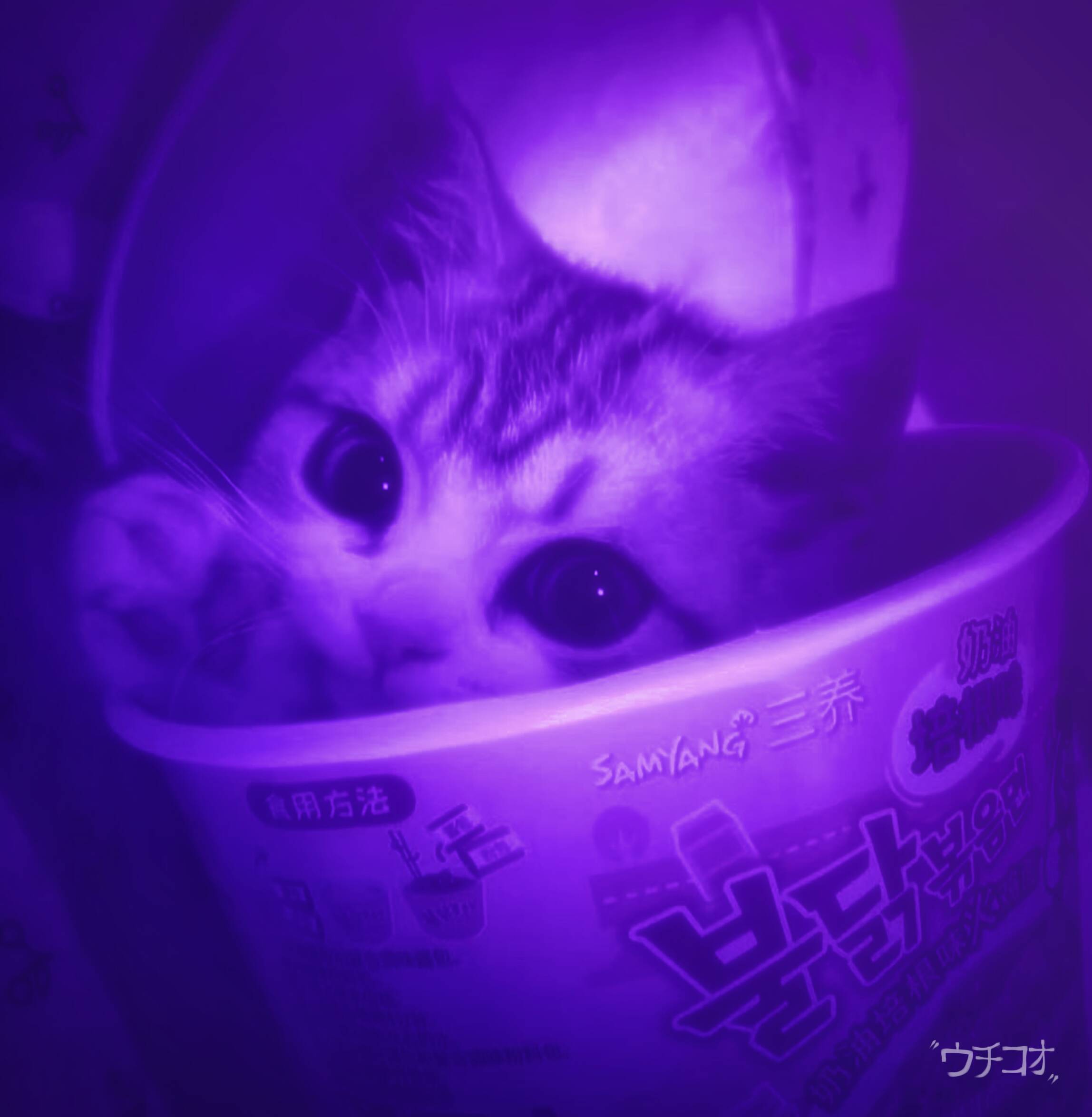 Purple Pfp Profile Picture of Cute Kitten in Bucket
