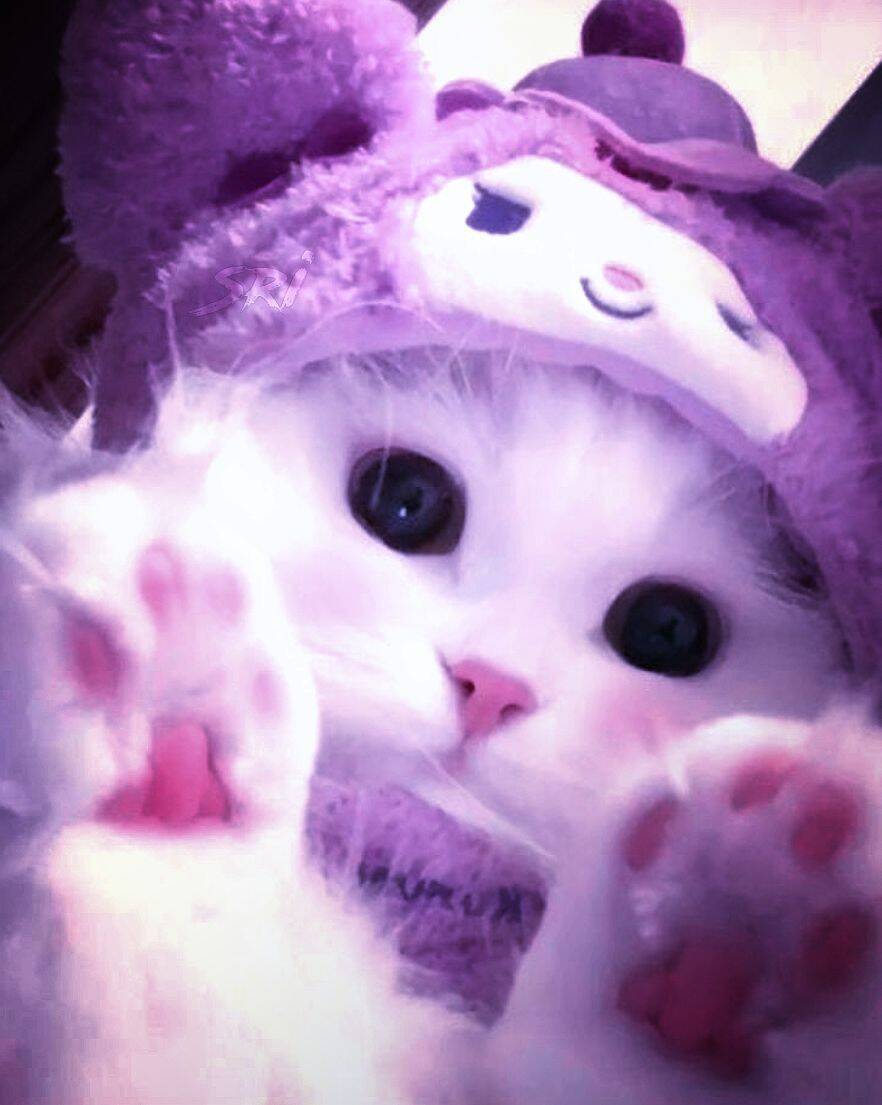 Foto de perfil de lindo gatito morado