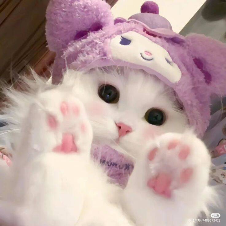 Foto de perfil morada de lindo gatito con sombrero