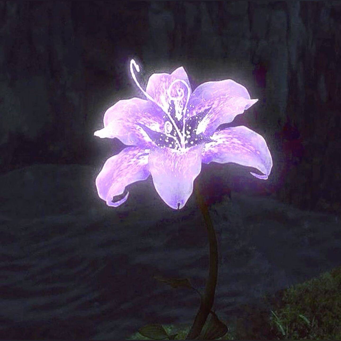 Foto de perfil púrpura de flor mística