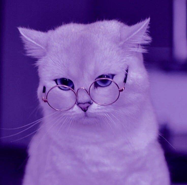 Foto de perfil de gato morado con gafas