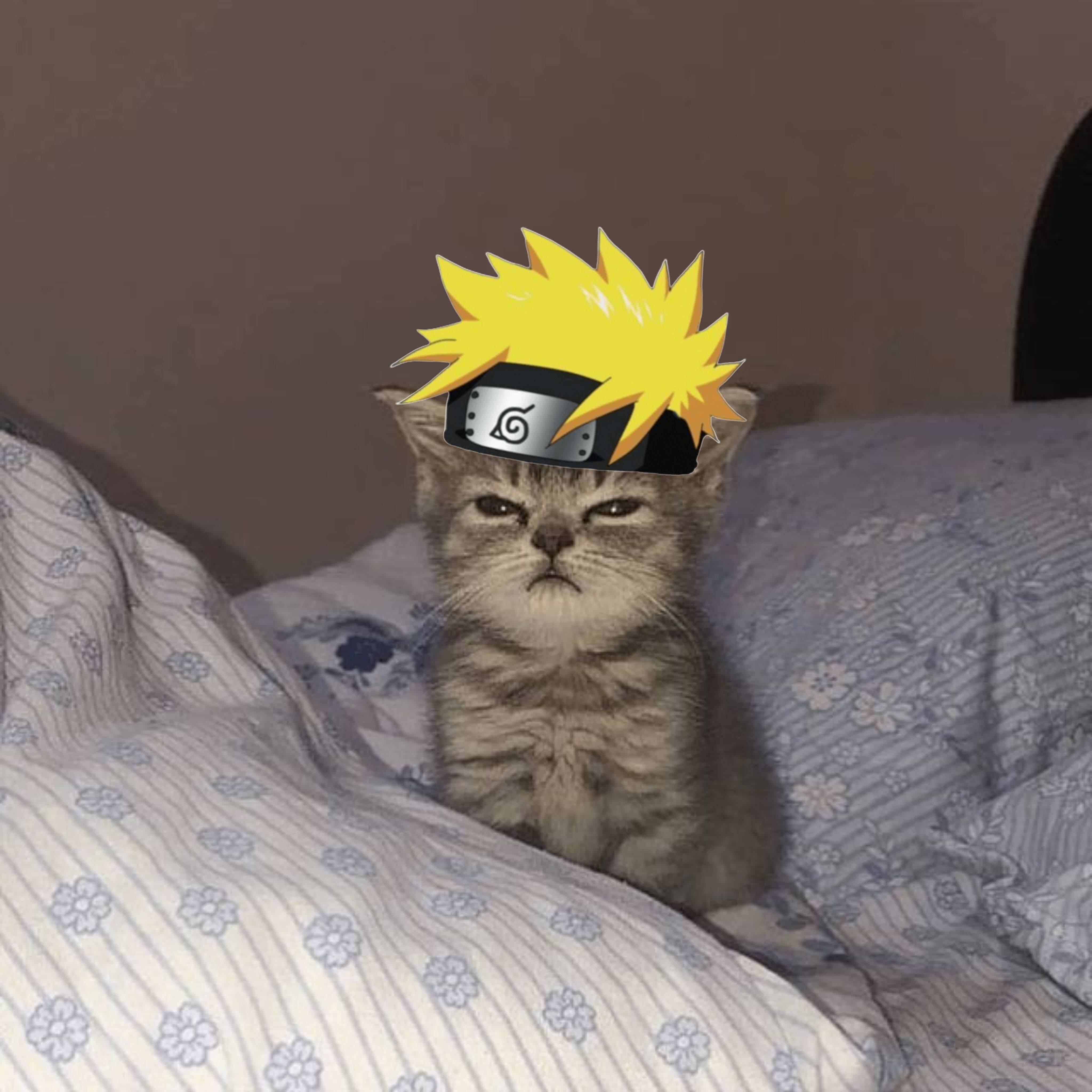 Naruto Cute Kitten with Headband Pfp Profile Picture