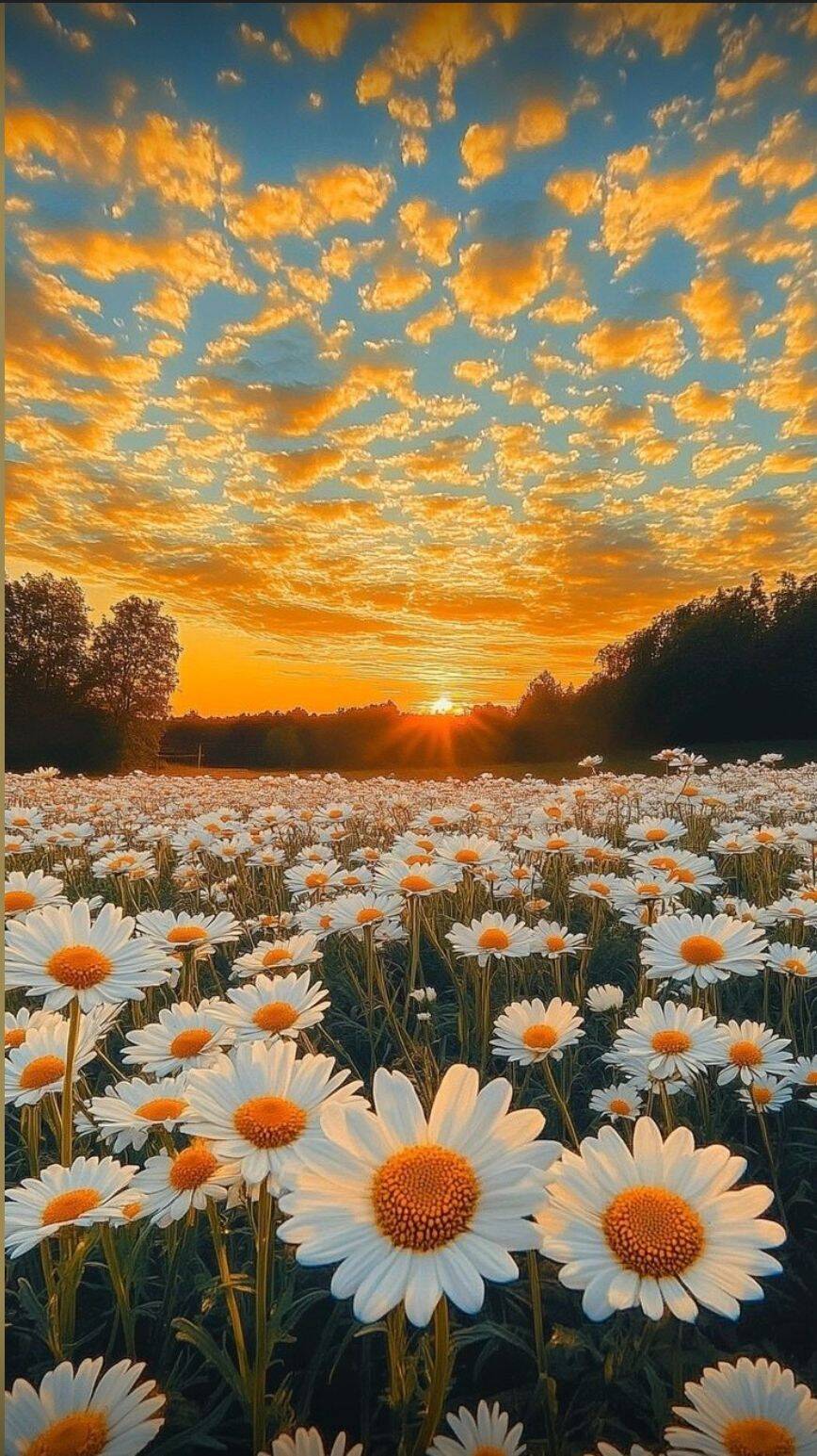 Papel de Parede Aesthetic Flores e Pôr do Sol para Celular/iPhone