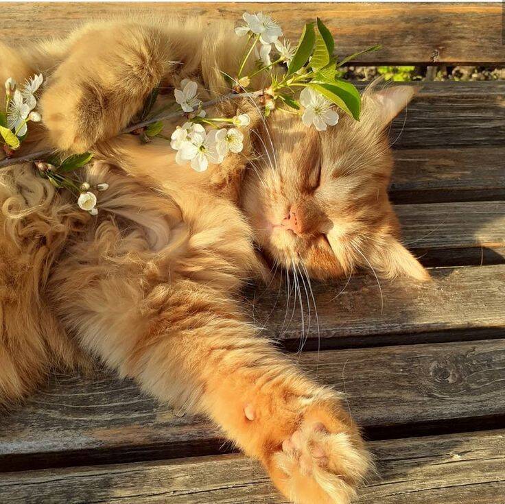 Papel de Parede Aesthetic Gato Dormindo com Flores para Celular/iPhone