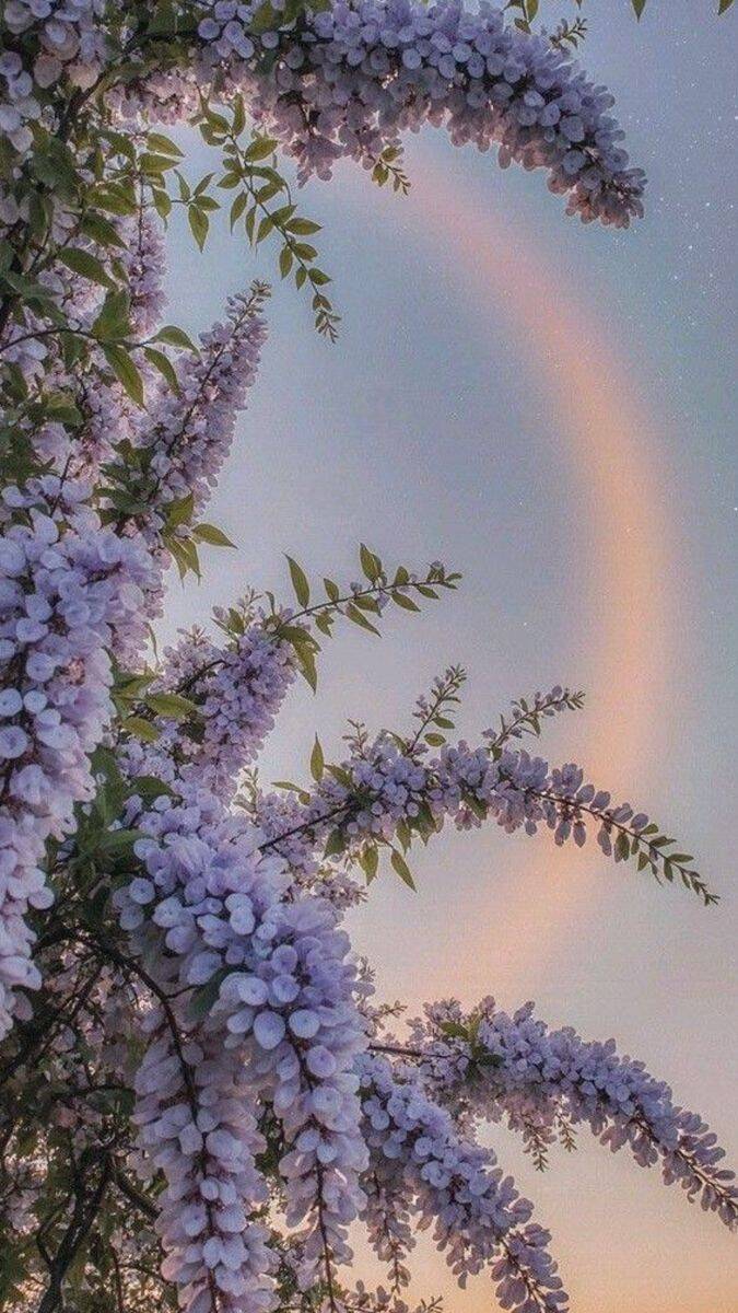 Papel de Parede Aesthetic Flores Roxas com Arco Íris para Celular/iPhone