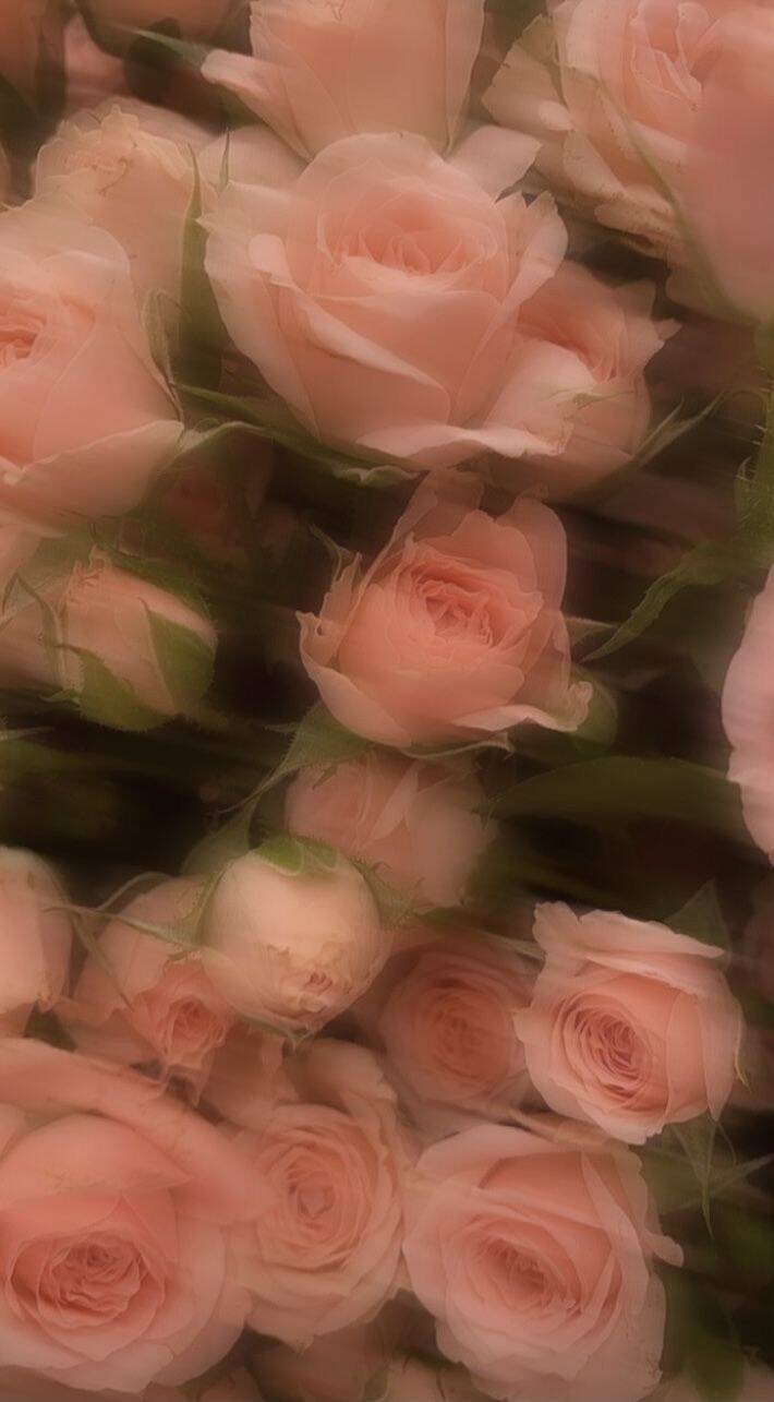 Papel de Parede Aesthetic Flores de Rosa para Celular/iPhone