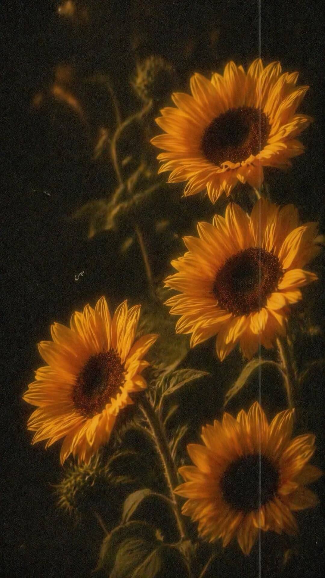 Papel de Parede Aesthetic Girassóis para Celular/iPhone