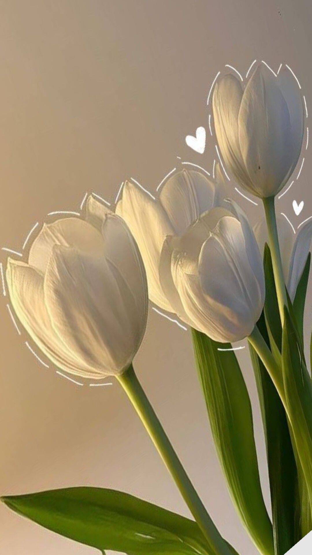 Papel de Parede Aesthetic com Tulipas Brancas para Celular/iPhone