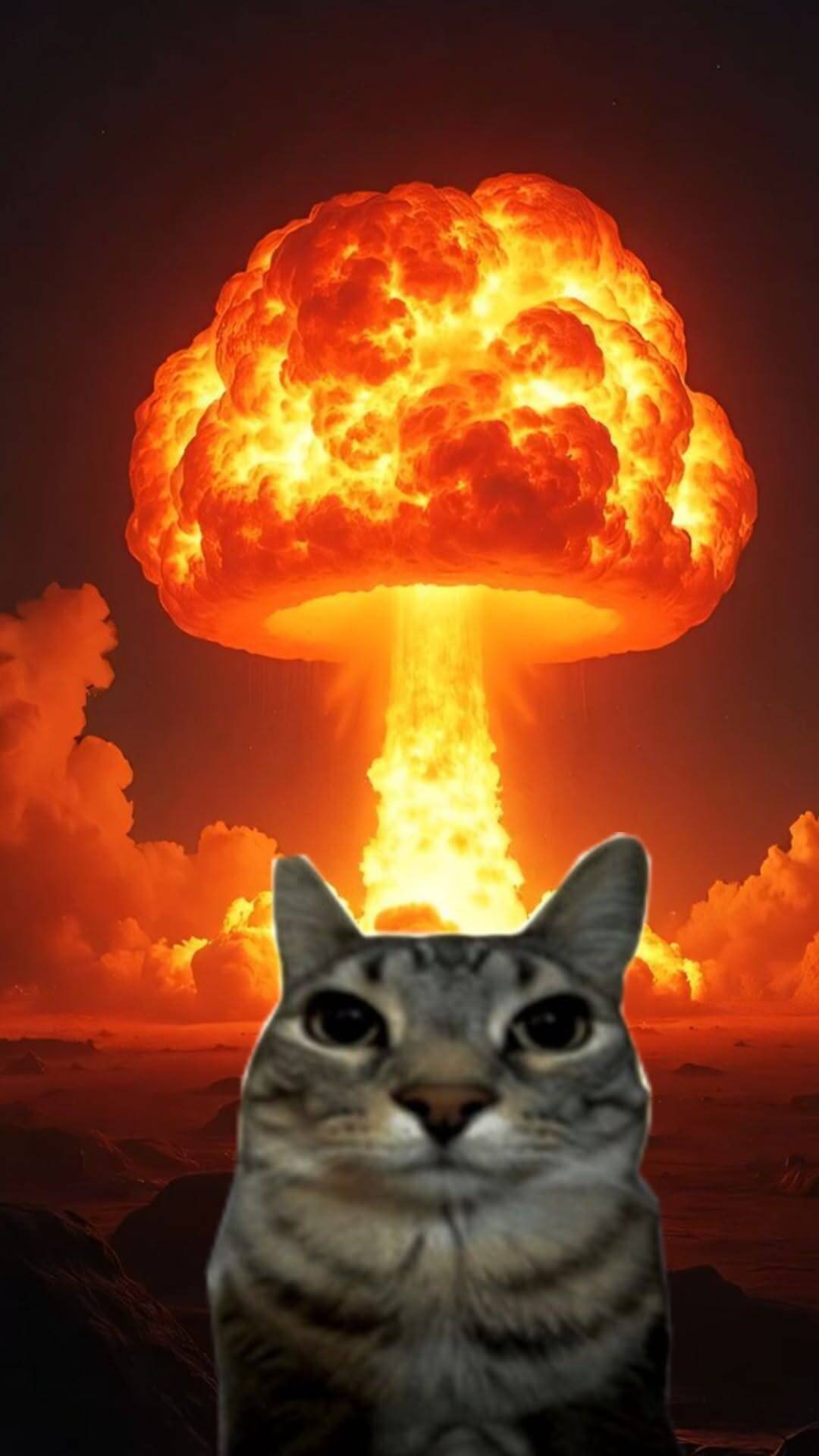 Funny Explosion Cat Wallpaper for Cell Phone/iPhone 4K