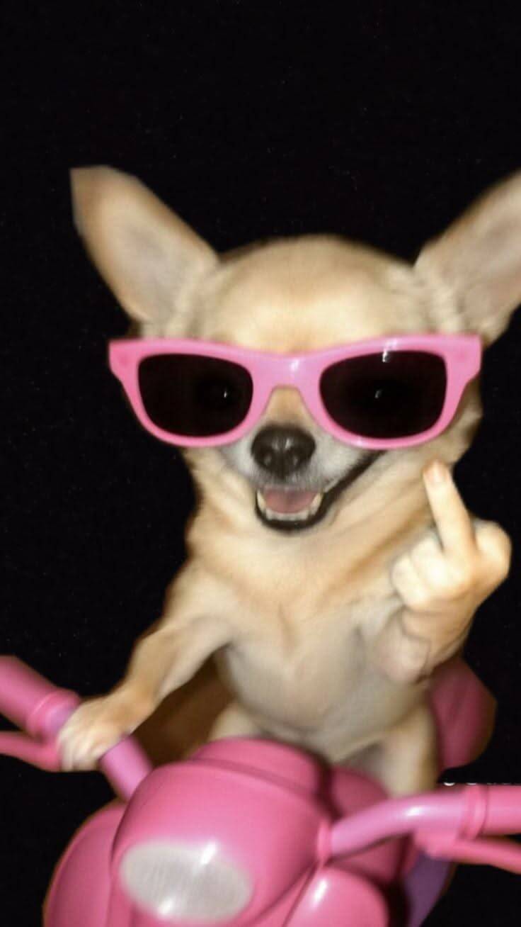 Funny Dog with Sunglasses Wallpaper for Mobile/iPhone 4K