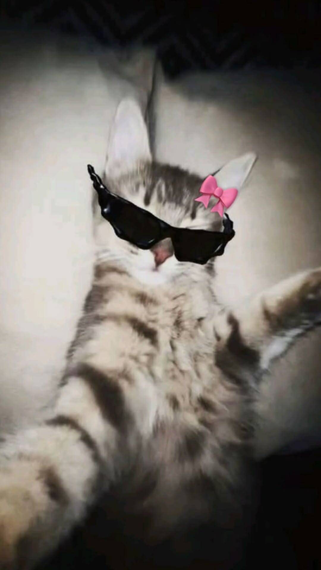 Papel de Parede Engraçado de Gato Estiloso com Óculos para Celular/iPhone 4K