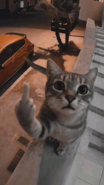 Papel de Parede Engraçado de Gato Mandando Beijo para Celular/iPhone 4K
