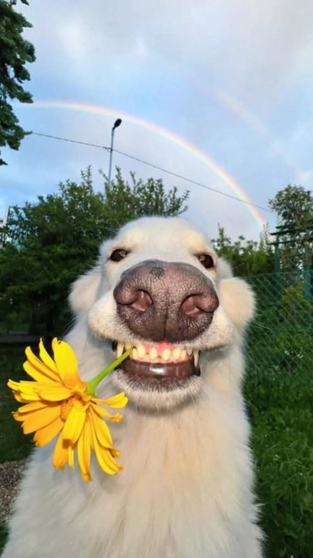 Papel de Parede Engraçado de Cachorro Sorridente com Flor para Celular/iPhone 4K