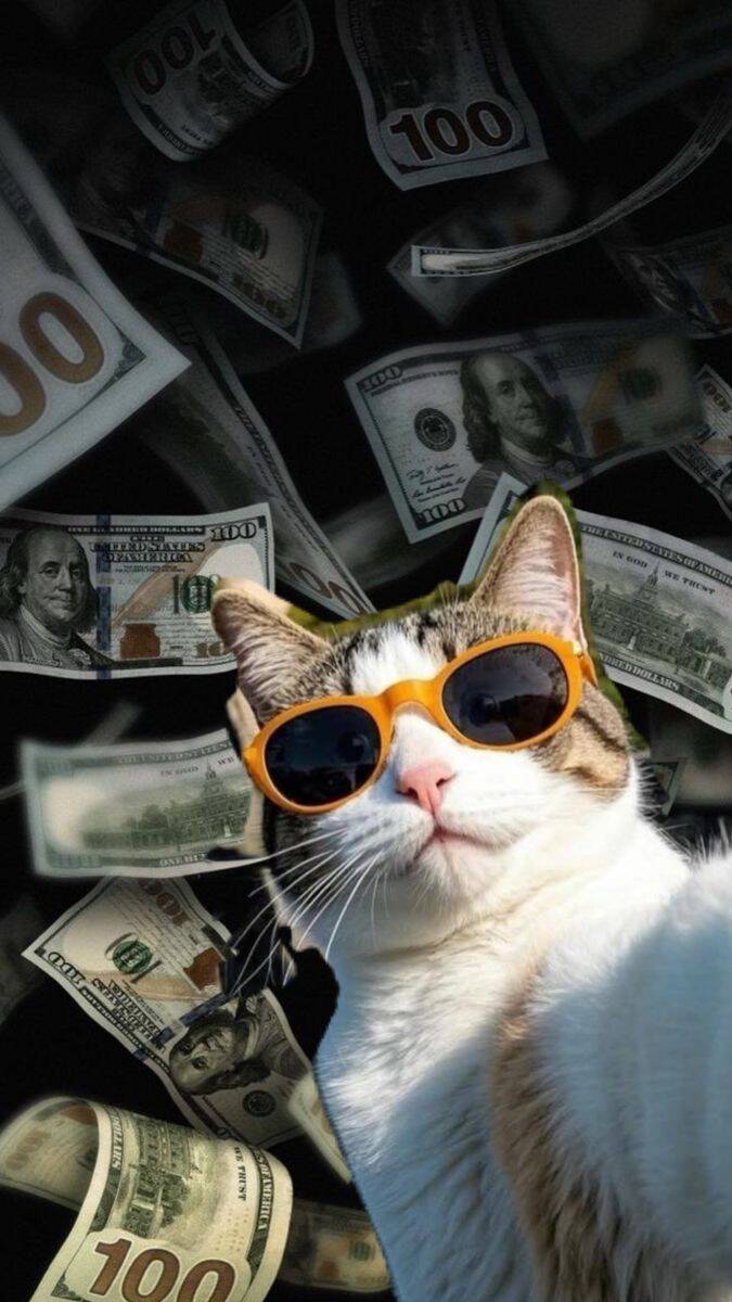 Papel de Parede Engraçado de Gato Estiloso com Dinheiro para Celular/iPhone 4K