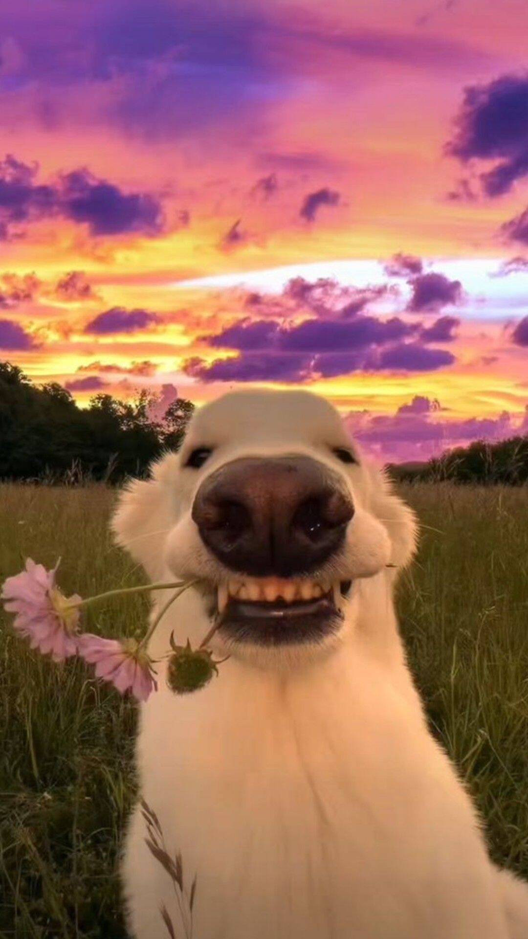 Cute Smiling Puppy with Flower Wallpaper for Mobile/iPhone 4K