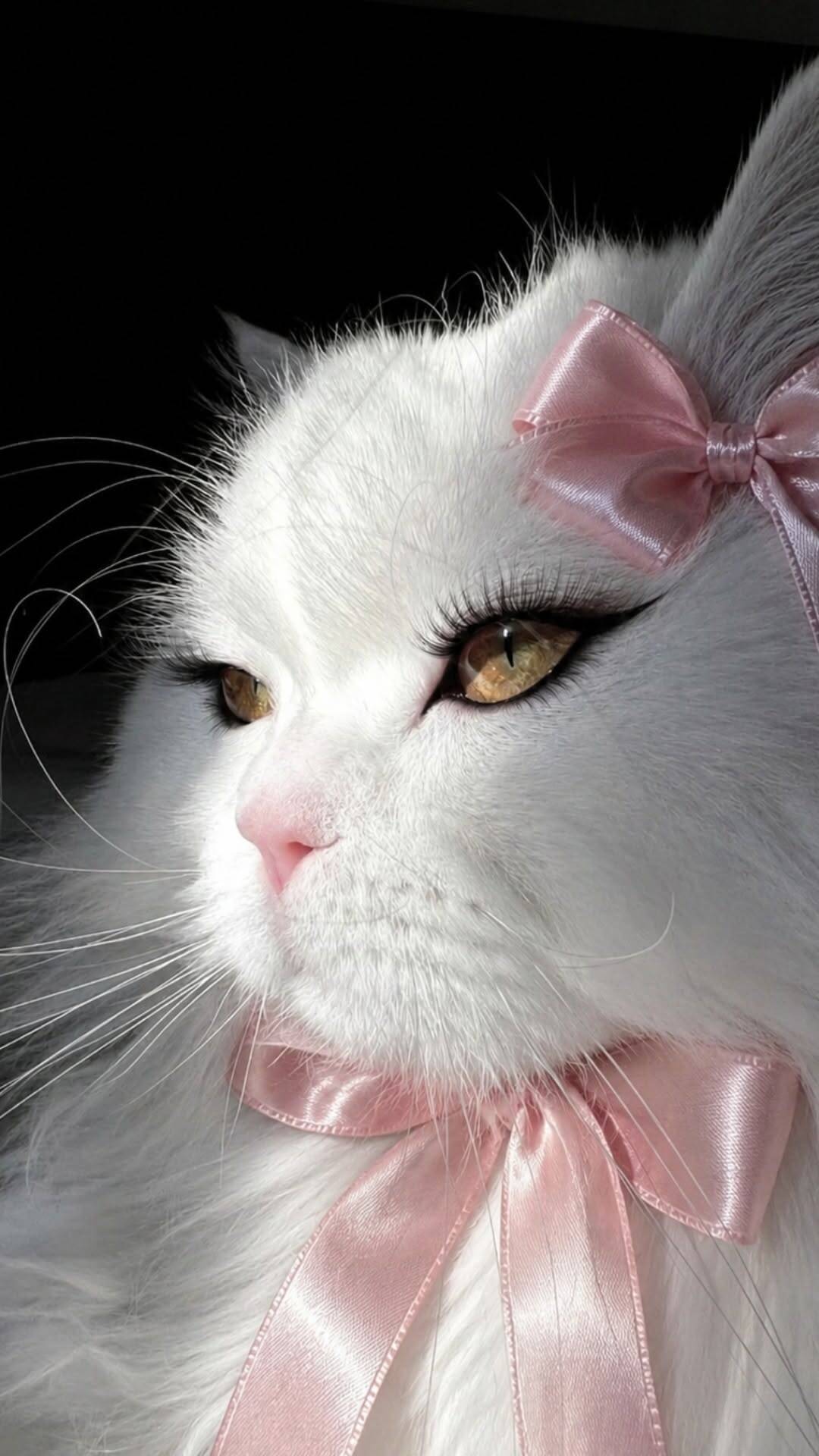 Cute White Cat with Pink Bow Wallpaper for Mobile/iPhone 4K