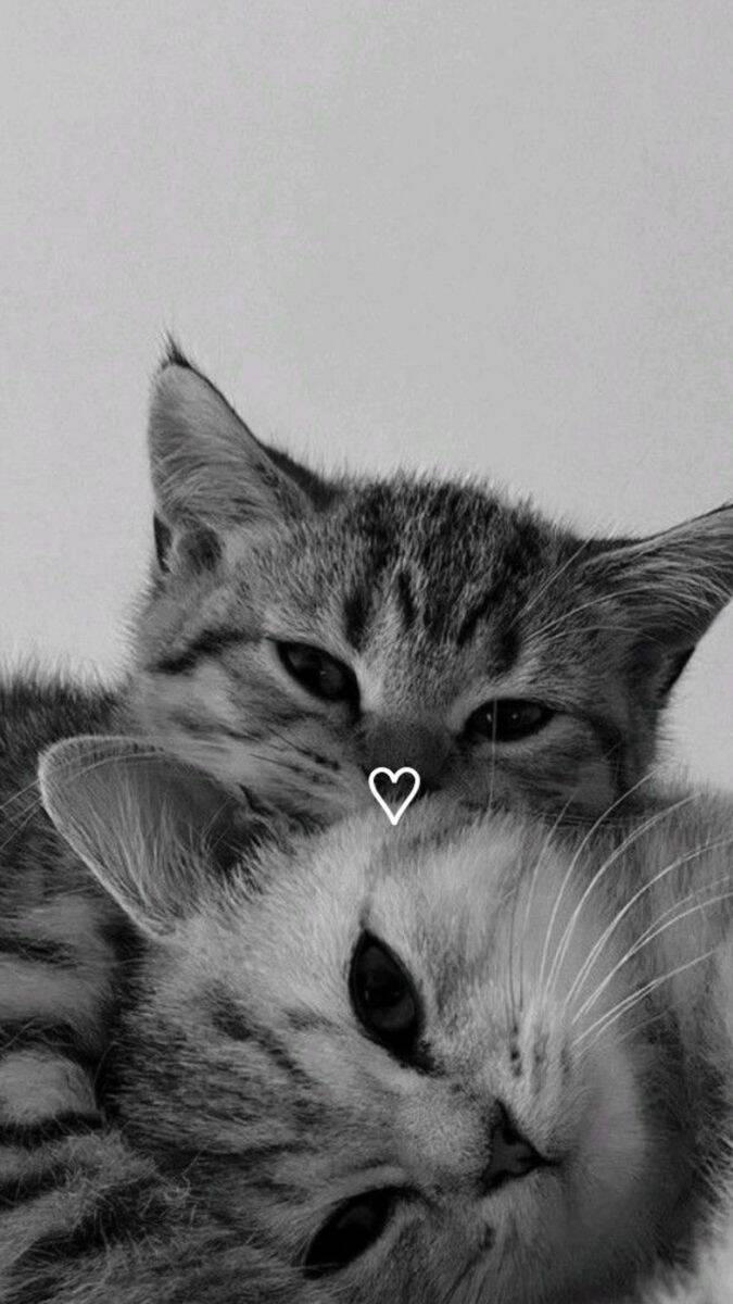 Fondo de pantalla de Cute Snuggle Kittens para teléfono celular/iPhone 4K