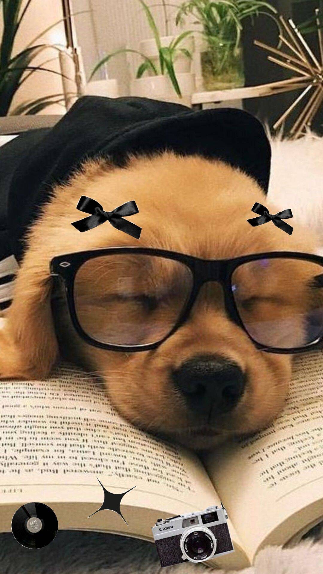 Fondo de Pantalla de Lindo Cachorro Durmiendo con Gafas para Celular/iPhone 4K