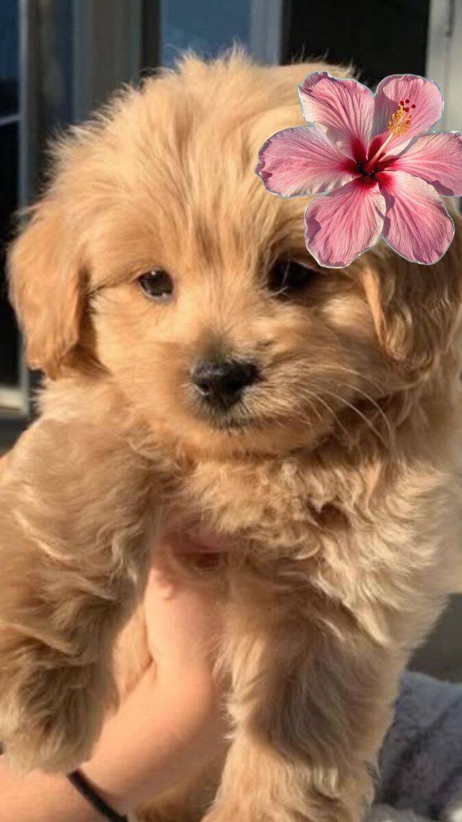 Fondo de Pantalla Lindo Cachorro Flor para Móvil/iPhone 4K