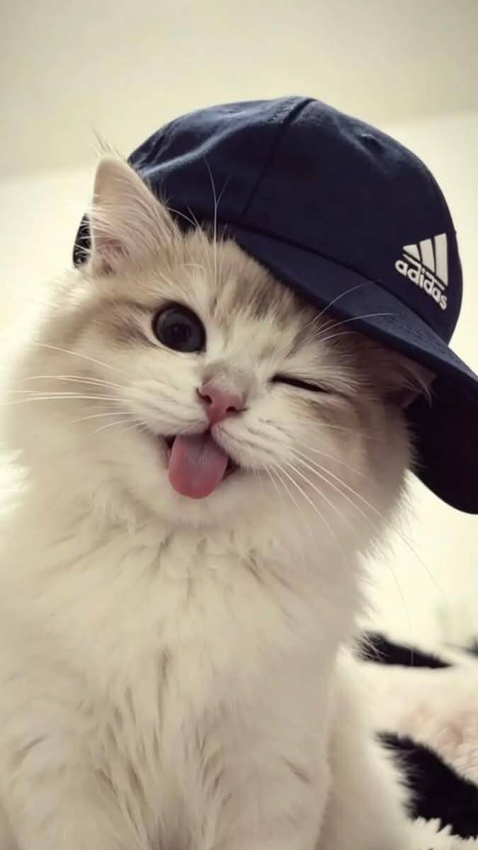 Fondo de Pantalla de Lindo Gatito con Gorra para Celular/iPhone 4K