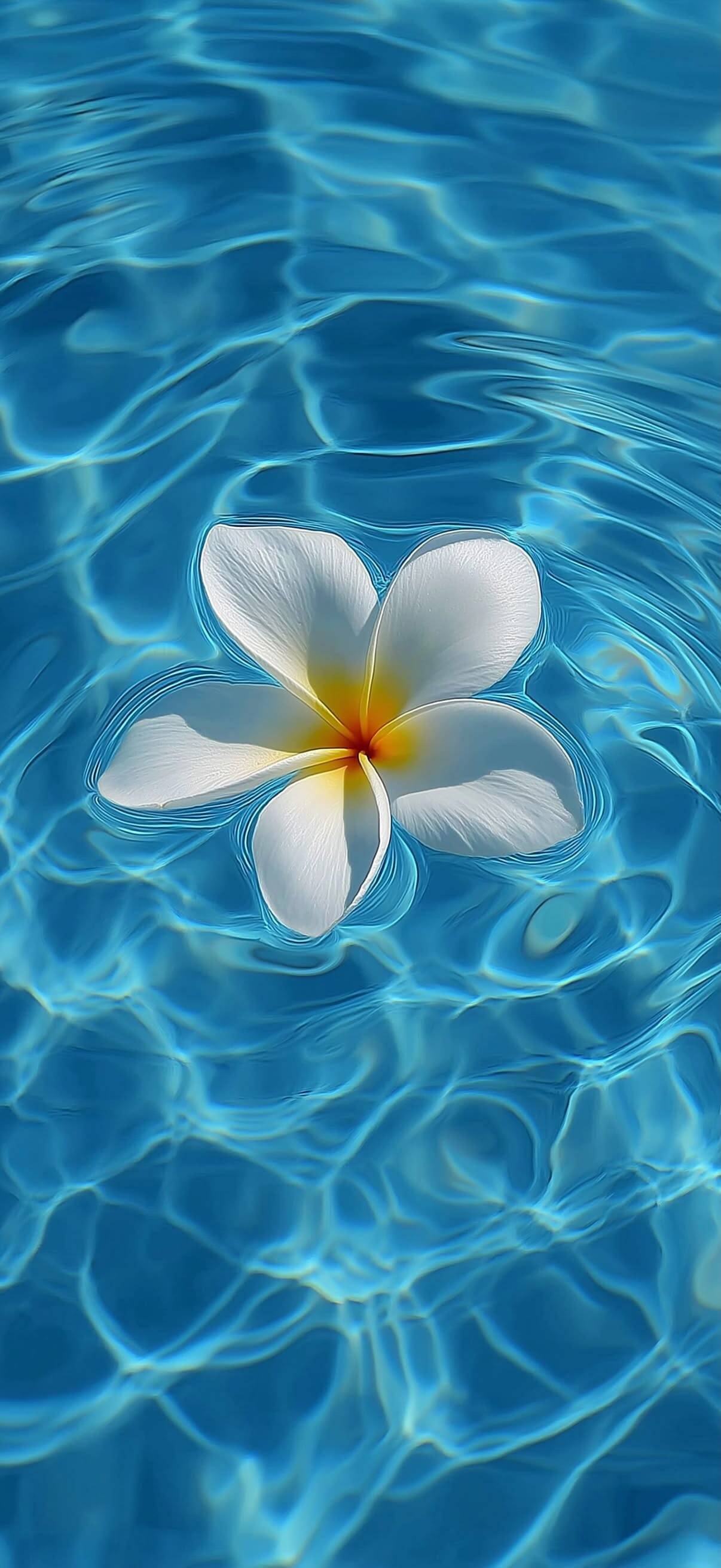 Fondo de Pantalla Azul con Flor Blanca para Celular/iPhone 4K