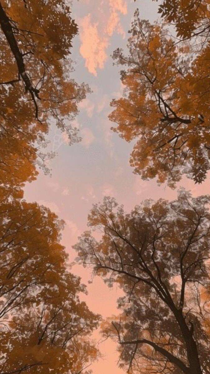 Papel de Parede de Outono com Céu Rosa e Árvores Laranjas para Celular