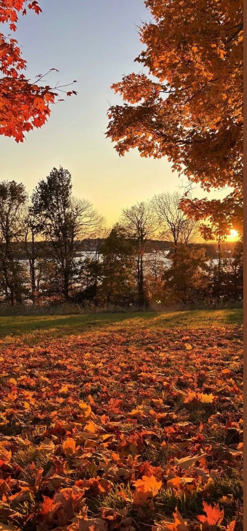 Papel de Parede de Outono com Folhas Vermelhas ao Pôr do Sol para Celular/iPhone