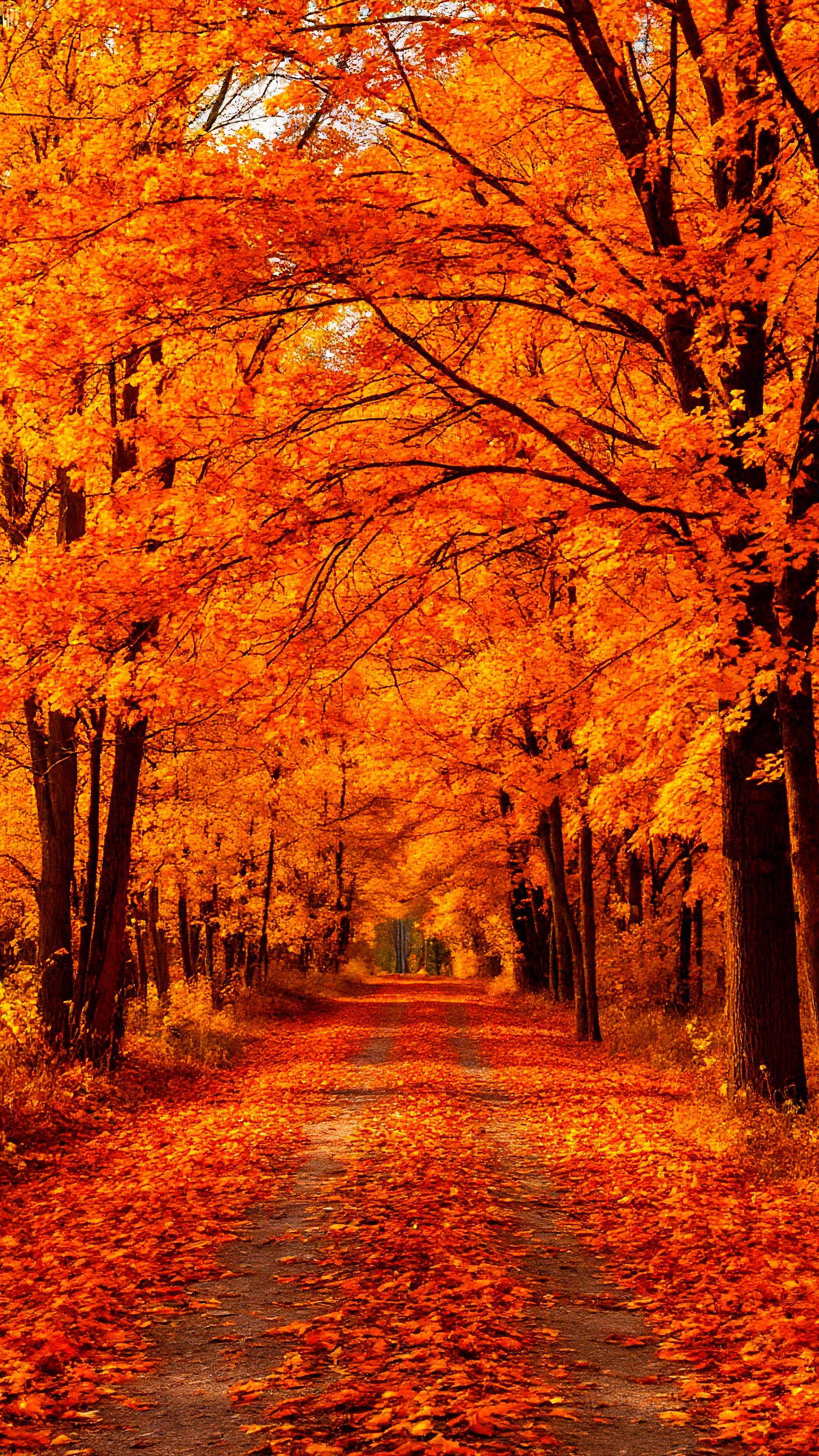 Fondo de Pantalla de Otoño con Camino de Naranjos para Celular/iPhone