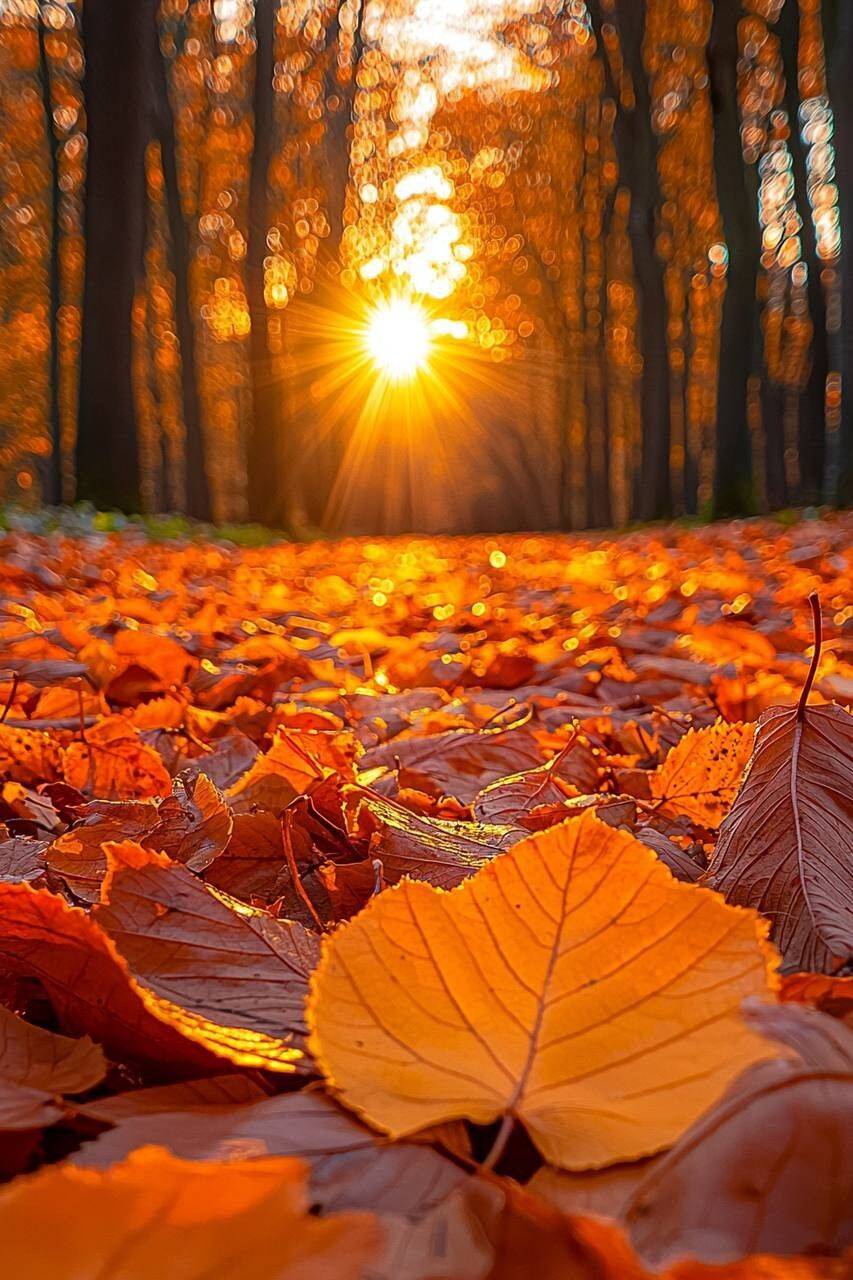 Fondo de Pantalla de Otoño con Sol entre Árboles para Celular/iPhone