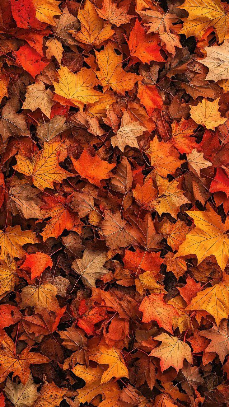 Fondo de Pantalla de Otoño con Hojas de Colores para Celular/iPhone