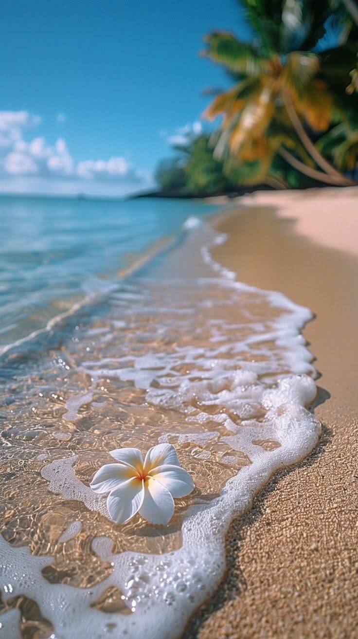 Papel de Parede de Praia com Flor na Areia para Celular/iPhone 4K