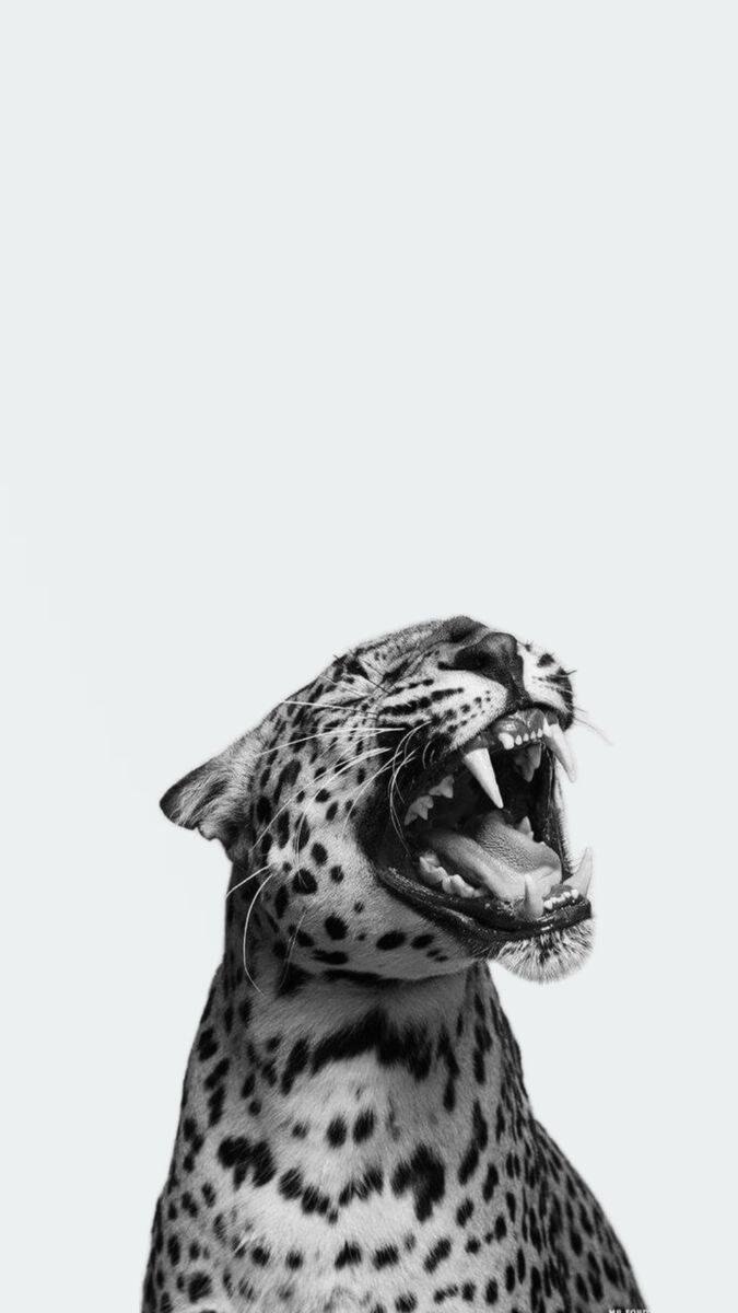 Papel de Parede Preto e Branco de Leopardo para Celular/iPhone 4K