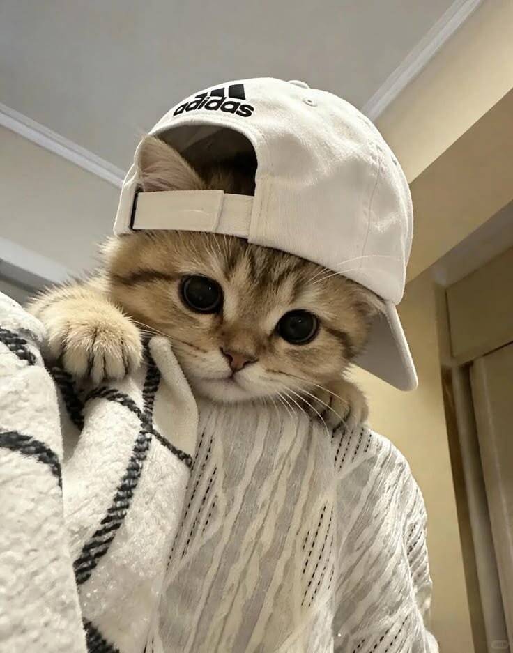 Papel de Parede de Gatinho Fofinho com Boné para Celular/iPhone 4K
